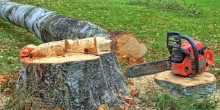 Best Tree Mulching  in Palacios, TX