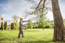 Best Tree Health Inspection  in Palacios, TX