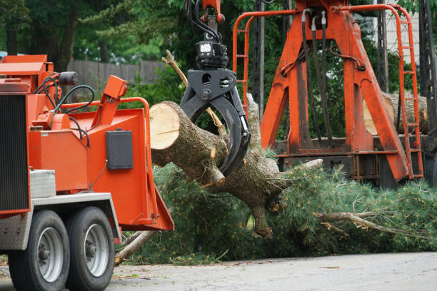 How Our Tree Care Process Works  in  Palacios, TX