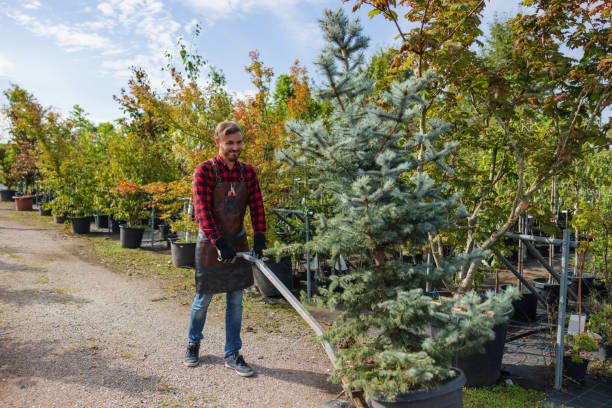 Professional Tree Services in Palacios, TX