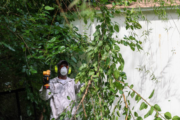 Best Tree Preservation Services  in Palacios, TX