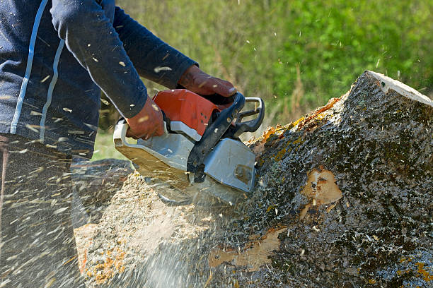 Best Tree Disease Treatment  in Palacios, TX